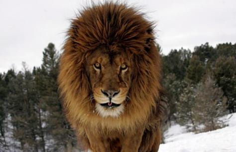 lion_1636127i